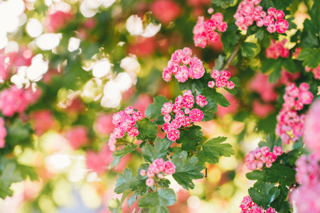 Branches of pink flowers of blooming crataegus pauls scarlet tree in spring on a Sunny day. Springtime flowers and spring nature beauty. Selective focus. Copy spaceの写真素材