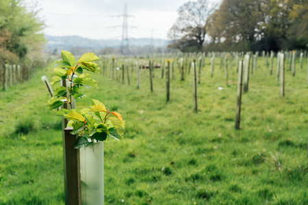 Tree nursery in the forest, plastic tubes protecting seedlings. Plantation of Newly Planted Trees Supported by Wooden Stakes and Plastic Tubes in a Cleared Forestの写真素材