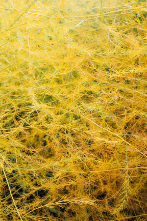 Green plant asparagus brachyphyllum in the garden. Macro photo of Dwarf Asparagus with red berries. Selective focus. Shallow depth of field. Vertical card.の写真素材