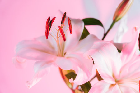 Closeup of blooming lilies with a focus on stamens with pollen in pink light. Flower pollination. Beautiful white lilies. Flower blossom. Floral background. Selective focus.の写真素材