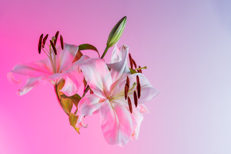Closeup of flying blooming lilies with stamens with pollen in pink light. Flower pollination. Beautiful white lilies. Flower blossom. Abstract Floral background. Selective focus.の写真素材