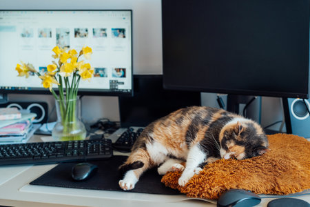 Multicolor cat sleeping on the desk of home based office with IT equipment. Working place with screen, laptop, keyboard and mouse. Work at home and remote access concept. Comfortable Work space.の写真素材