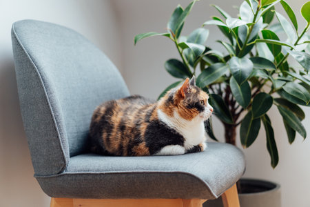 Multicolor pleased, well-fed cat pet Lounging on the gray fabric Arm Chair Near green ficus Plant. Fluffy cat in a minimalist interior home atmosphere. Selective focus, copy spaceの写真素材