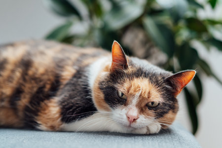 Multicolor pleased, well-fed cat pet Lounging on the gray fabric Arm Chair Near green ficus Plant. Fluffy cat in a minimalist interior home atmosphere. Selective focus, copy spaceの写真素材