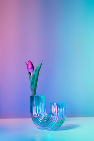 Purple tulip in a rainbow holographic glass vase on gradient background. bouquet of fresh flower on turquoise, pink background with colorful neon light and color shadows. Vertical. Selective focus.の写真素材