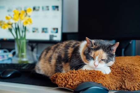 Multicolor cat sleeping on the desk of home based office with IT equipment. Working place with screen, laptop, keyboard and mouse. Work at home and remote access concept. Comfortable Work space.の写真素材