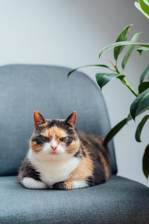 Multicolor pleased, well-fed cat pet Lounging on the gray fabric Arm Chair Near green ficus Plant. Fluffy cat in a minimalist interior home atmosphere. Vertical card. Selective focus, copy spaceの写真素材