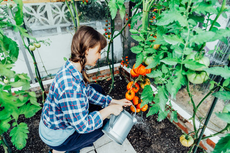 Young woman watering tomatoes in green house using a watering can. Growing organic vegetables in the garden. Cottagecore lifestyle. The concept of food self-sufficiency. Selective focus.の写真素材