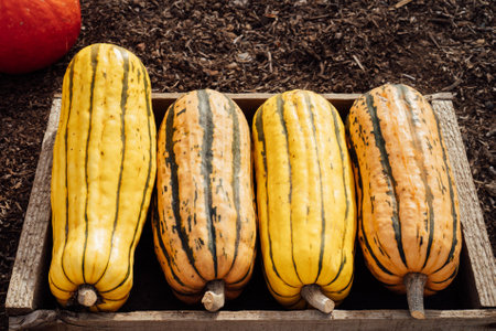 Close up Wooden box with striped yellow and green delicata squash, winter squash in the fall. Autumn vegetable harvest. Selective focus.の写真素材