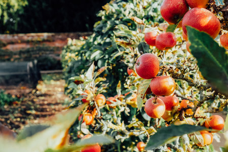 Red apples on tree ready to be harvested. Ripe red apple fruits in summer garden on a sunny day....