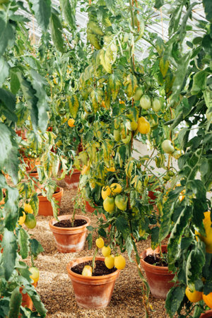 Growing tomatoes in plant pots in greenhouse. Cottagecore lifestyle. Self Growing organic vegetables in the garden. The concept of food self-sufficiency. Vertical card.の写真素材