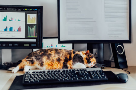 Cat sleeping on the desk at home-based office with IT equipment. Blurred screens with financial data, graphs and diagrams. Remote workplace at home. Finance market business. Soft selective focus.の写真素材