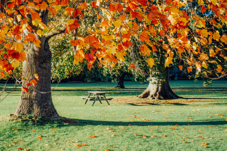 Bench and picnic table under big tree with yellow and red leaves in the fall. Beautiful colorful autumn nature background. Beautiful autumn landscape with yellow trees in a city park. Selective focus.の写真素材