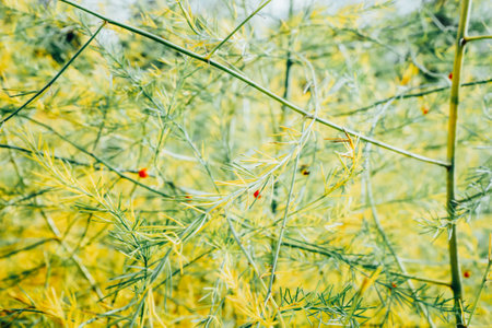 Green plant asparagus brachyphyllum in the garden. Macro photo of Dwarf Asparagus with red berries. Selective focus. Shallow depth of field.の写真素材