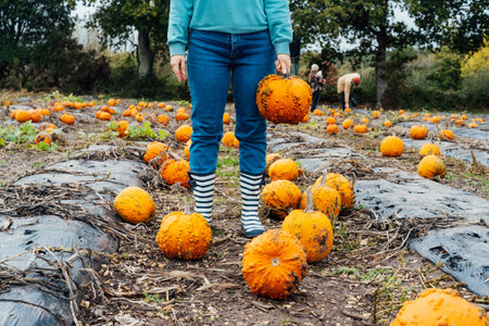 No face young woman standing on pumpkin patch field, holding pumpkin. Selecting best pumpkins for Thanksgiving and Halloween holidays decor on agriculture farm. Harvesting. Autumn fall festive mood.の写真素材