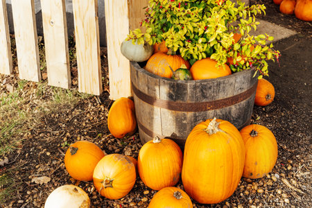 Various pumpkins and potted flowers in the wooden basket near wooden fence. Outdoor house decoration for Thanksgiving or Halloween. Fall harvest, autumn rustic background. Selective focus.の写真素材