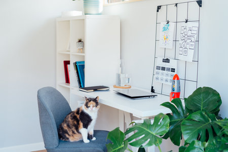 Cat pet sitting on the chair in modern cozy light workplace - bookcase, white desk with closed laptop, grid mood board with notes and green monstera plant at work space in home office room interior.の写真素材