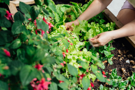 Close up female Hands picking thriving vegetable patch filled with fresh lettuce and herbs in kitchen garden bed in her yard. Home planting and food growing. Sustainable lifestyle. Gardening hobbyの写真素材