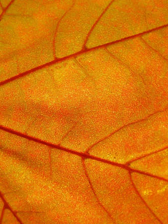 autumn comesの写真素材