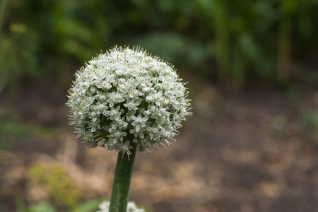 Onion Flower Buds. Blossoming boll of onion.の写真素材