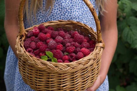 Close-up of hands  little girl holding basket of red raspberries.の写真素材