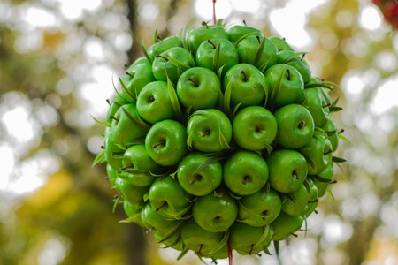 Bouquet with green apples in autumn parkの写真素材