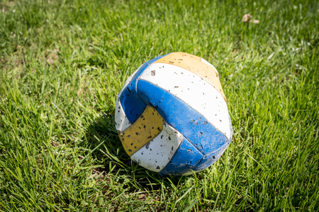Old volleyball ball on green grass backgroundの写真素材