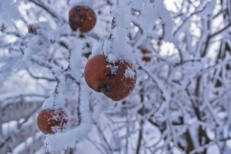 Rotten apples hanging on a branch covered with snow close-upの写真素材