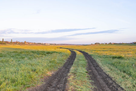 A road in the middle of a green field. Rural landscape.の写真素材