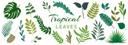 Jungle leaves. Cartoon different tropical plants. Palm, banana, monstera. Botanical green foliage elements. Summer paradise exotic leaf. Floral elements. Vector cartoon illustratioのイラスト素材
