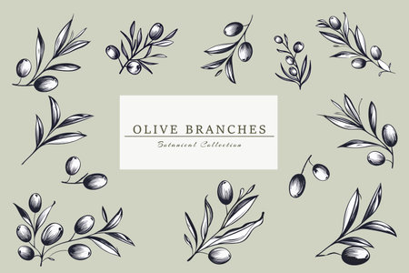 Olive branches set in minimal linear style. Leaves and olive fruits isolated on gree background. Design for invitations, cards, stickers, albums, fabric, home decoration. Holiday dのイラスト素材