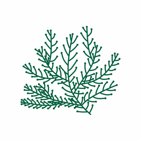 Seaweed Vector isolated on white backgroundのイラスト素材
