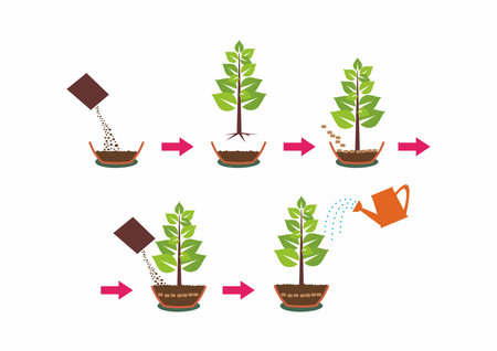 Putting and growing plants instruction with pots water and seeds. Step by step instructions for planting seedsのイラスト素材