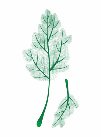 Dill isolated on white background. Fresh two bunches dill. Dill weed twig for menu, packaging,...
