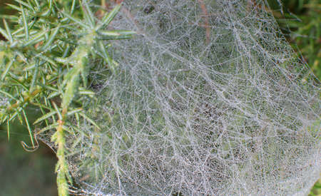 Dew drops on a web の写真素材