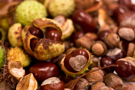 autumn chestnutsの写真素材