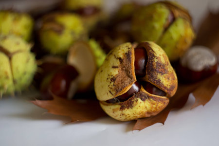 autumn chestnutsの写真素材