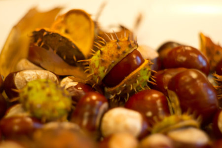 autumn chestnutsの写真素材