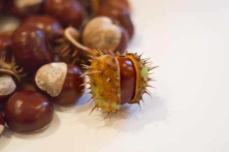 autumn chestnutsの写真素材