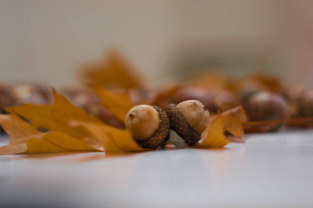 acornsの写真素材