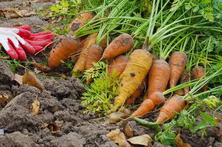 lots of carrots on the ground with work glovesの写真素材