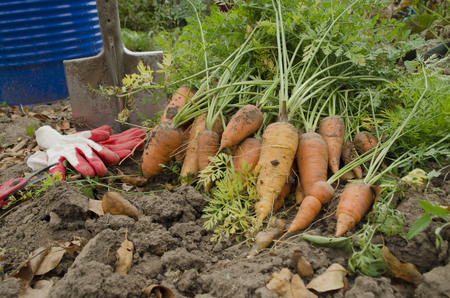 carrot crop on the groundの写真素材