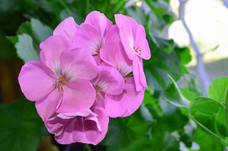 Lilac geranium blooming on the windowsill close-up