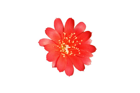 Mammilyaria cactus blooming in a pot closeup isolate on white backgroundの写真素材