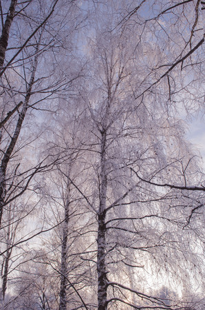 birch in winter in frost at sunsetの写真素材