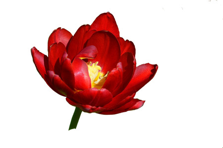 Red terry tulip blooming in the spring garden close up isolate on white backgroundの写真素材