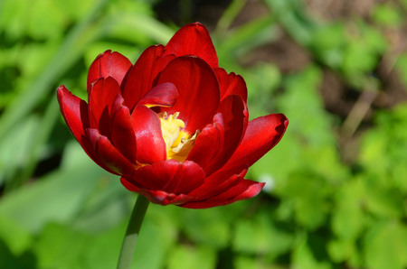 Red terry tulip blooming in the spring garden close upの写真素材