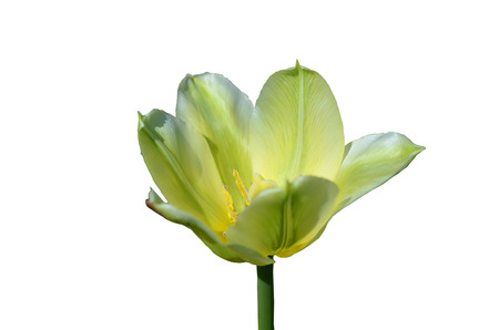 Yellow-green tulip blooming in the spring garden close up isolate on white backgroundの写真素材