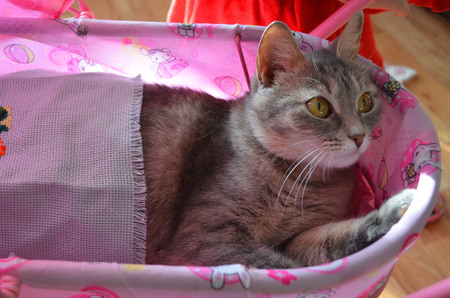 gray cat lying in a pink toy stroller under the veilの写真素材