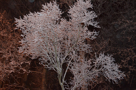 a tree in the snow and frost in the winter in the light of lanternsの写真素材